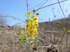 Echinopterys eglandulosa