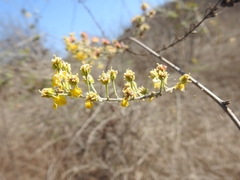 Echinopterys eglandulosa