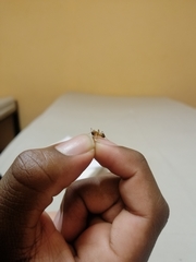 Camponotus maculatus