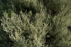 Atriplex lampa