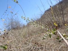 Echinopterys eglandulosa