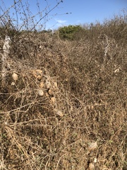 Microlobius foetidus