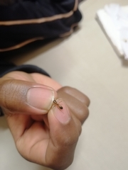 Camponotus maculatus