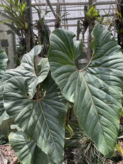 Anthurium salgarense