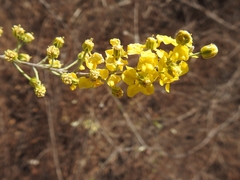 Echinopterys eglandulosa