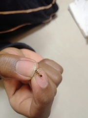 Camponotus maculatus