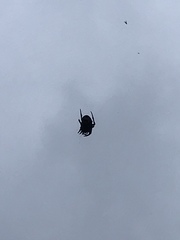Araneus bicentenarius