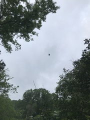 Araneus bicentenarius