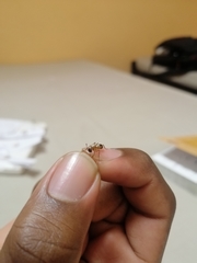 Camponotus maculatus