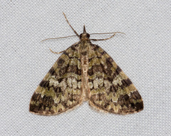 Hydriomena speciosata