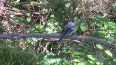 Fringilla coelebs canariensis