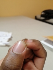 Camponotus maculatus