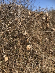 Microlobius foetidus