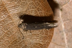 Aproaerema anthyllidella