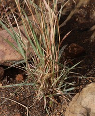 Fingerhuthia africana