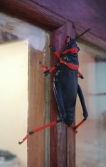 Dictyophorus spumans