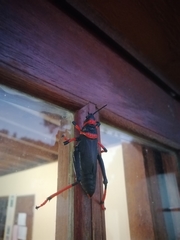 Dictyophorus spumans