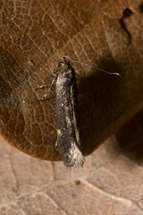 Aproaerema anthyllidella