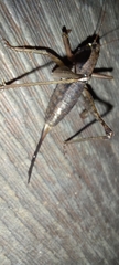 Arytropteridini