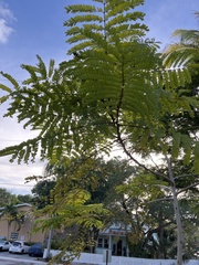 Peltophorum