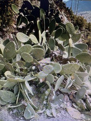 Opuntia ficus-indica
