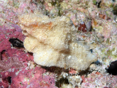 Pterynotus tripterus