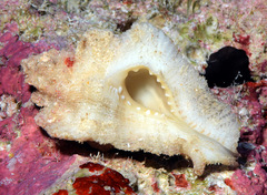 Pterynotus tripterus