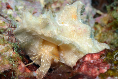 Pterynotus tripterus