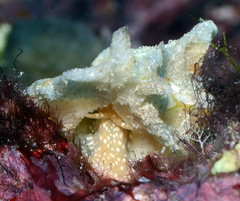 Pterynotus tripterus