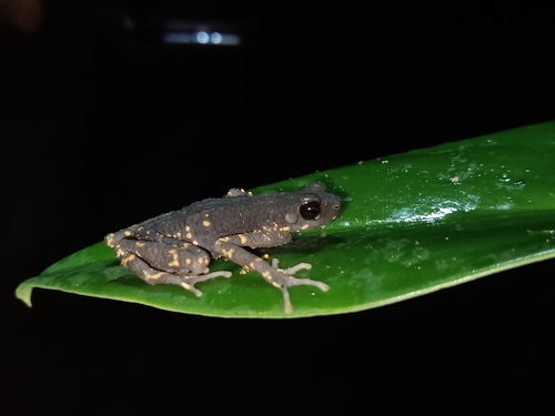 Ansonia penangensis observed 2022-05-01