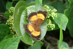 Junonia terea terea