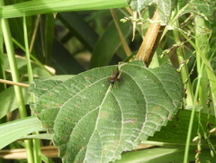 Cranistus colliurides