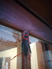 Dictyophorus spumans