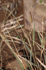 Fingerhuthia africana