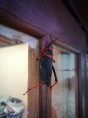 Dictyophorus spumans