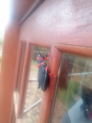 Dictyophorus spumans