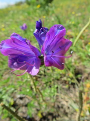 Echium plantagineum