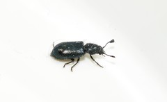 Necrobia violacea