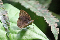 Euriphene
