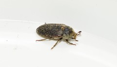 Dermestes frischii