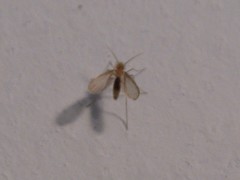 Phlebotominae