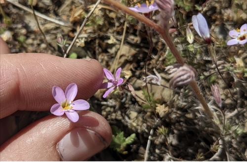 iNaturalist observation photo of variable linanthus