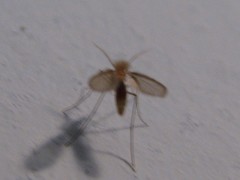 Phlebotominae