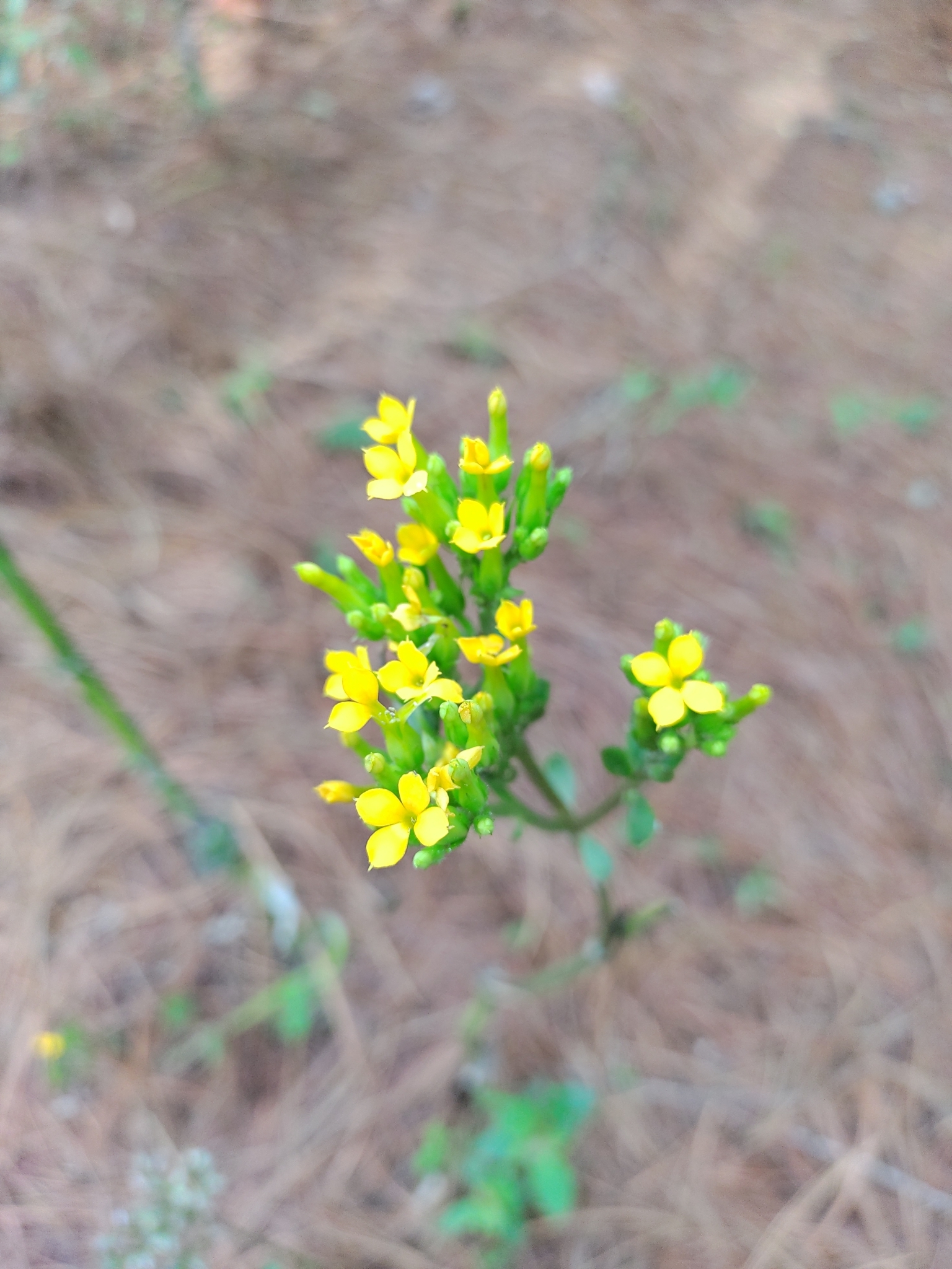 Imagem de Flor da fortuna