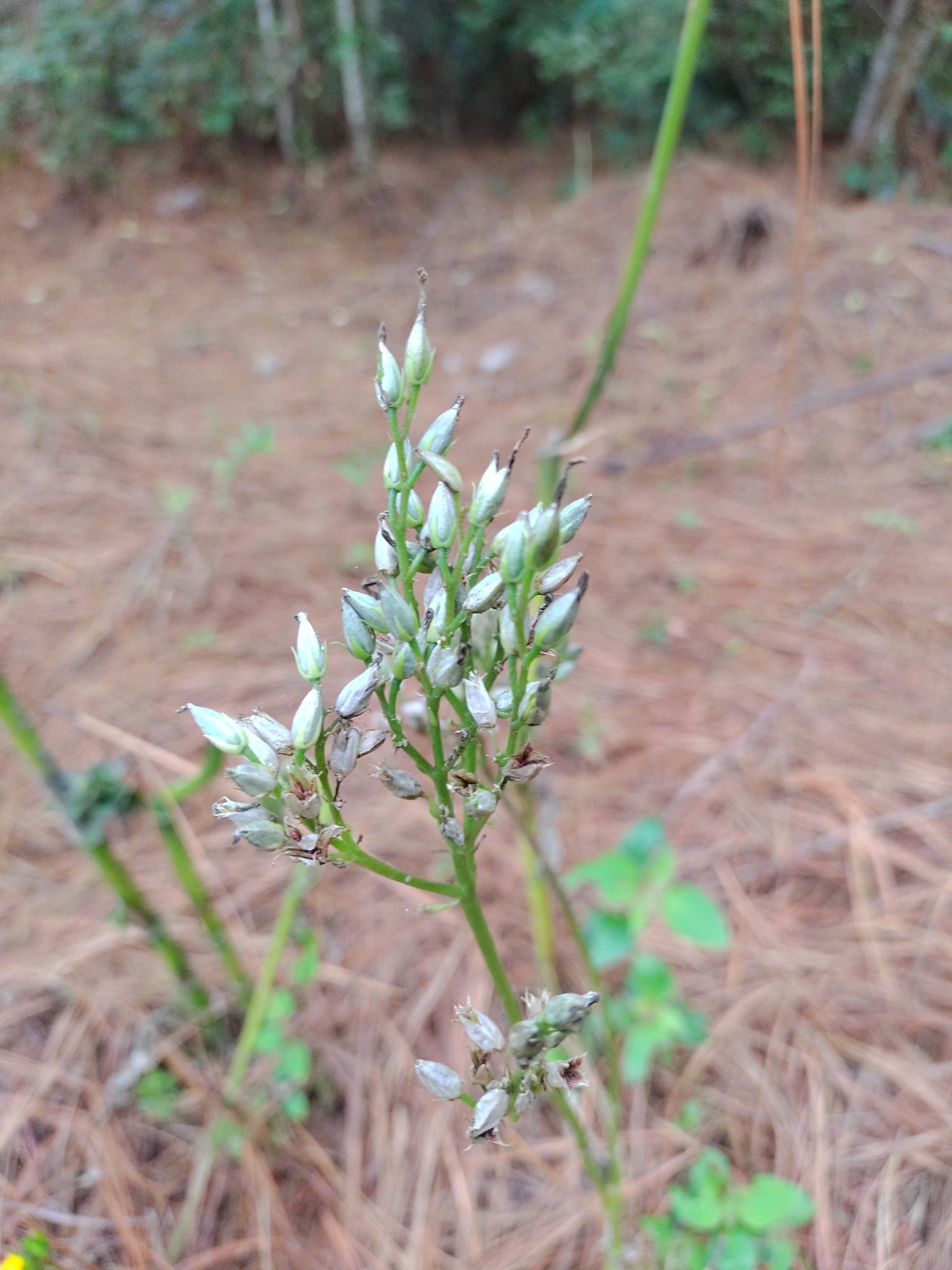 Imagem de Flor da fortuna