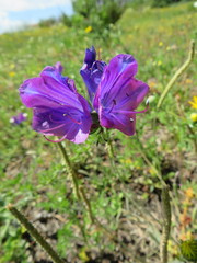 Echium plantagineum