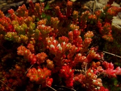 Sedum arenarium