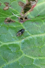 Deraeocoris maoricus