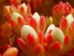 Sedum arenarium