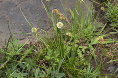 Cyperus seslerioides